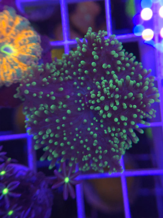 Fuzzy Green Mushroom