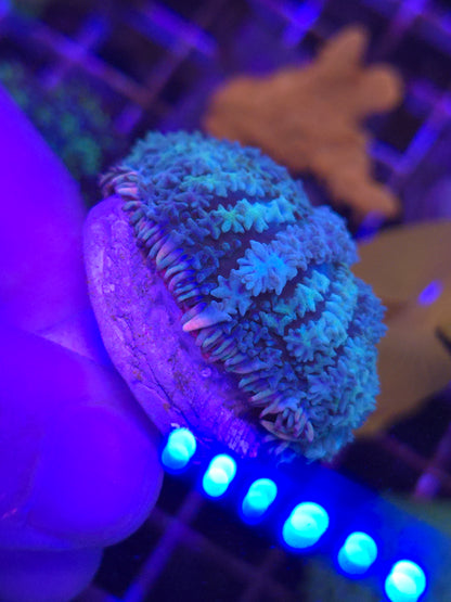 MASSIVE FrankenBride Mushroom
