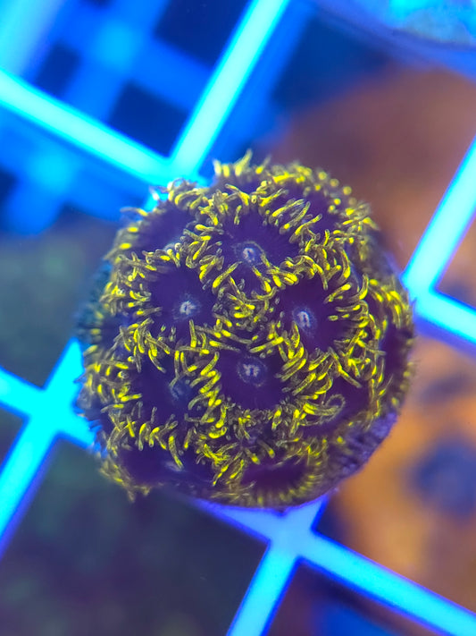 Yellow Hornets Zoa