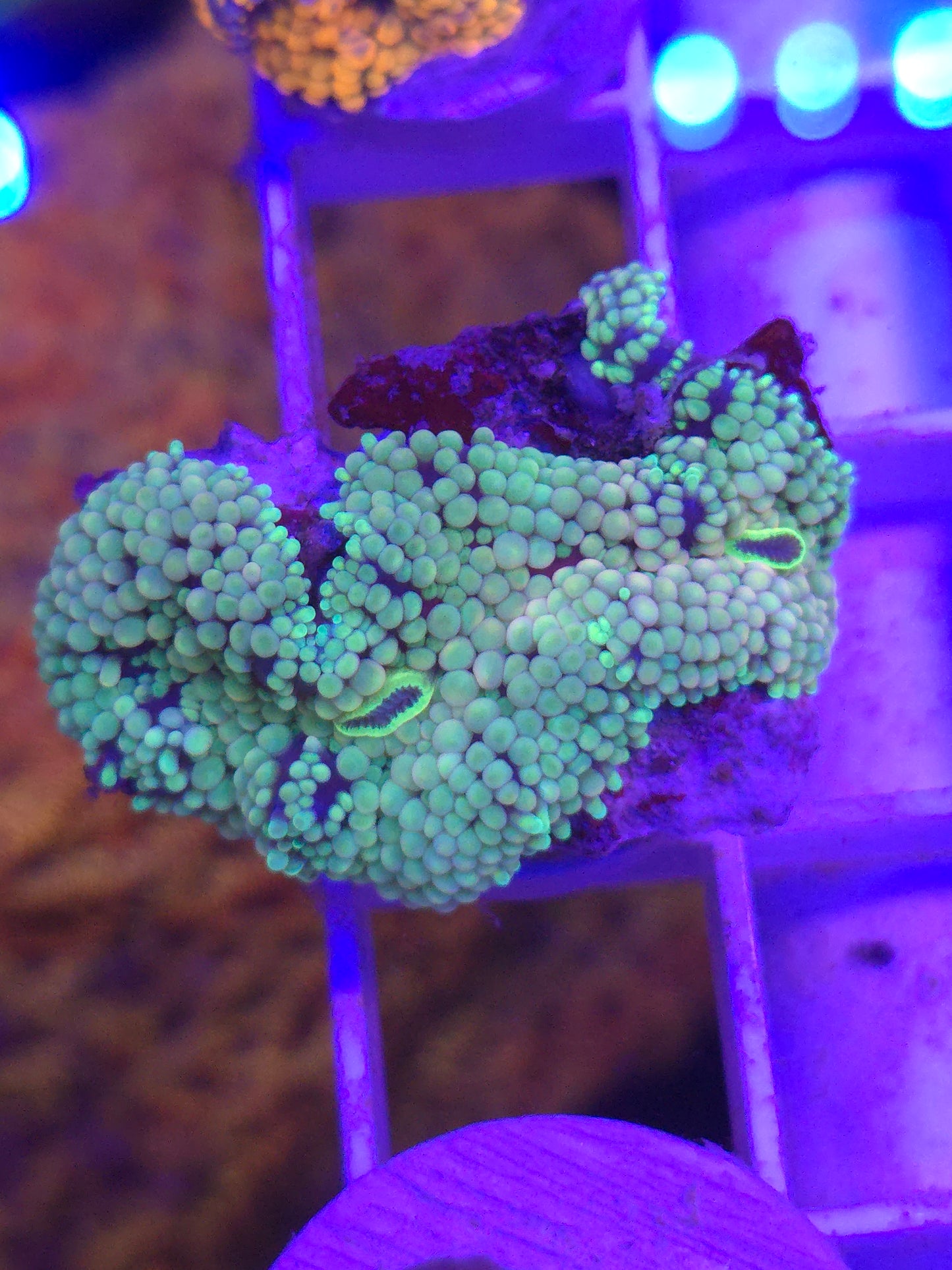 Multicolor Ricordea