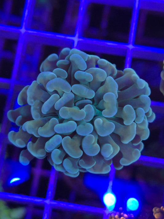 Aqua Marine Hammer
