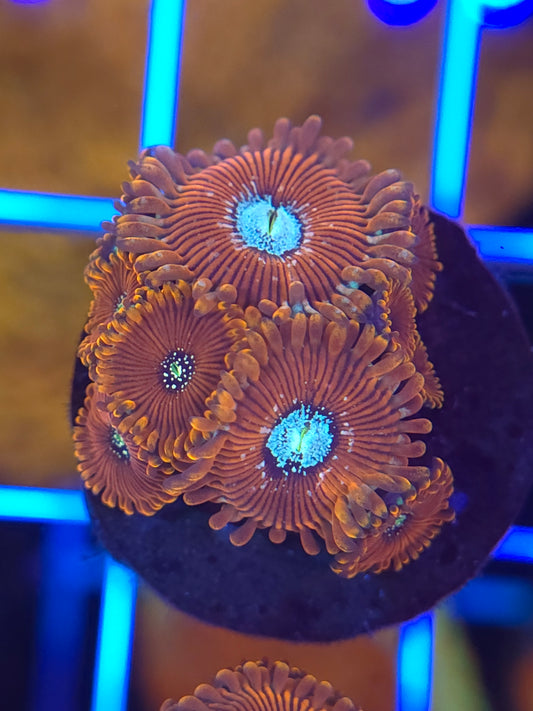 Magicians Zoa