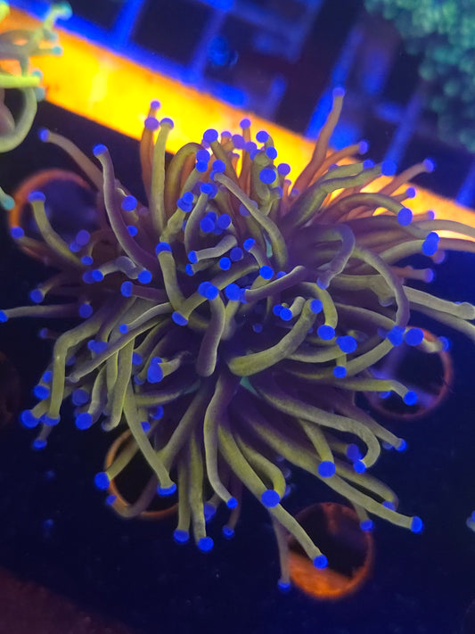 New York Knicks Torch