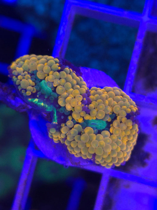 Orange Ricordea
