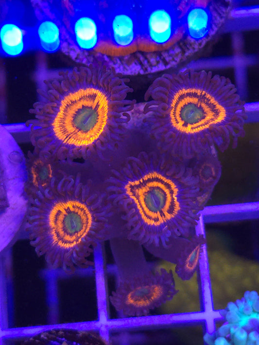 Gobstoppers Zoa
