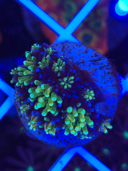 Sonic The Hedgehog Galaxia