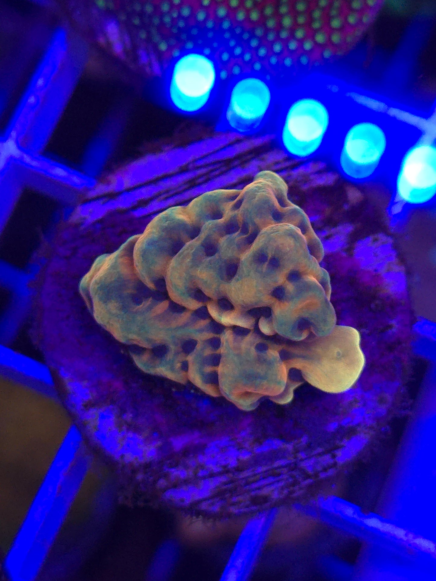 Crazy T Montipora