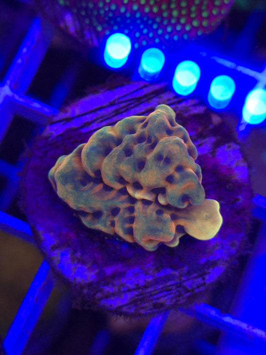 Crazy T Montipora