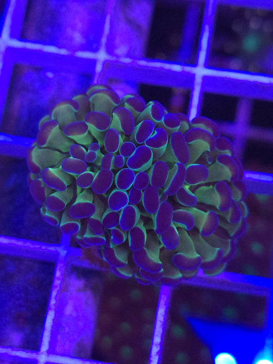 Splitting Hologram Hammer