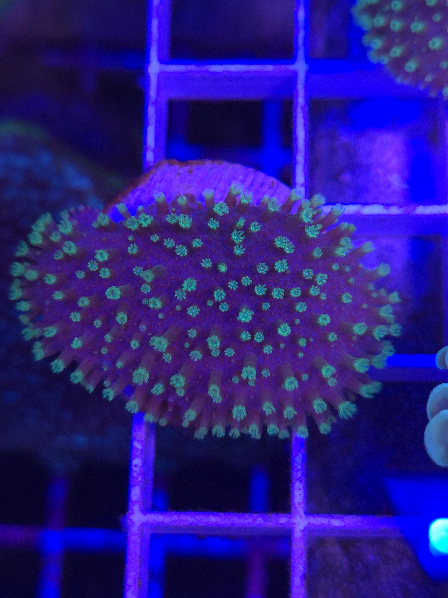 Green Polyp Leather