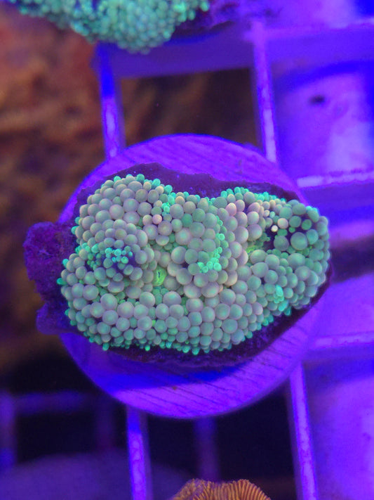 Multicolored Ricordea