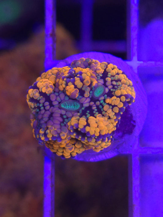 Orange Ricordea