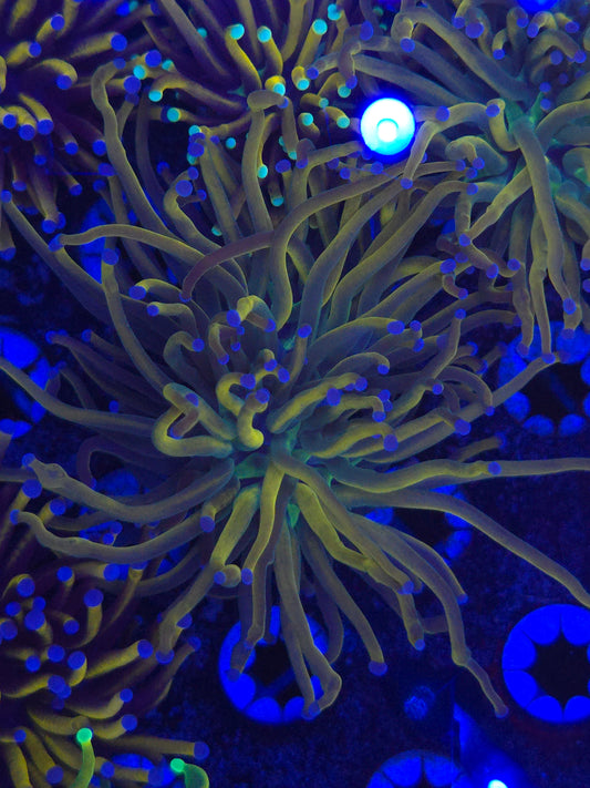 CRA Dragon Tamer Torch