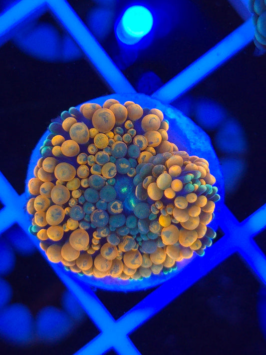 Ultra Orange Ricordea