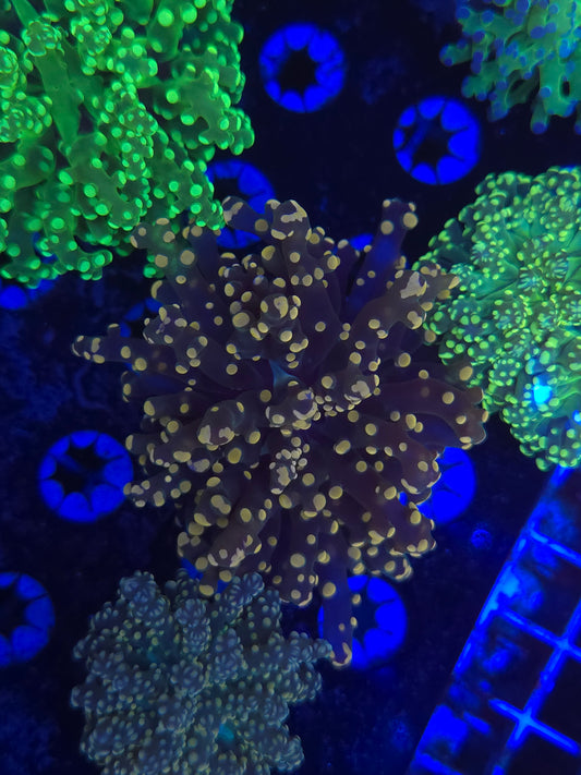 Ultra Peach Octospawn