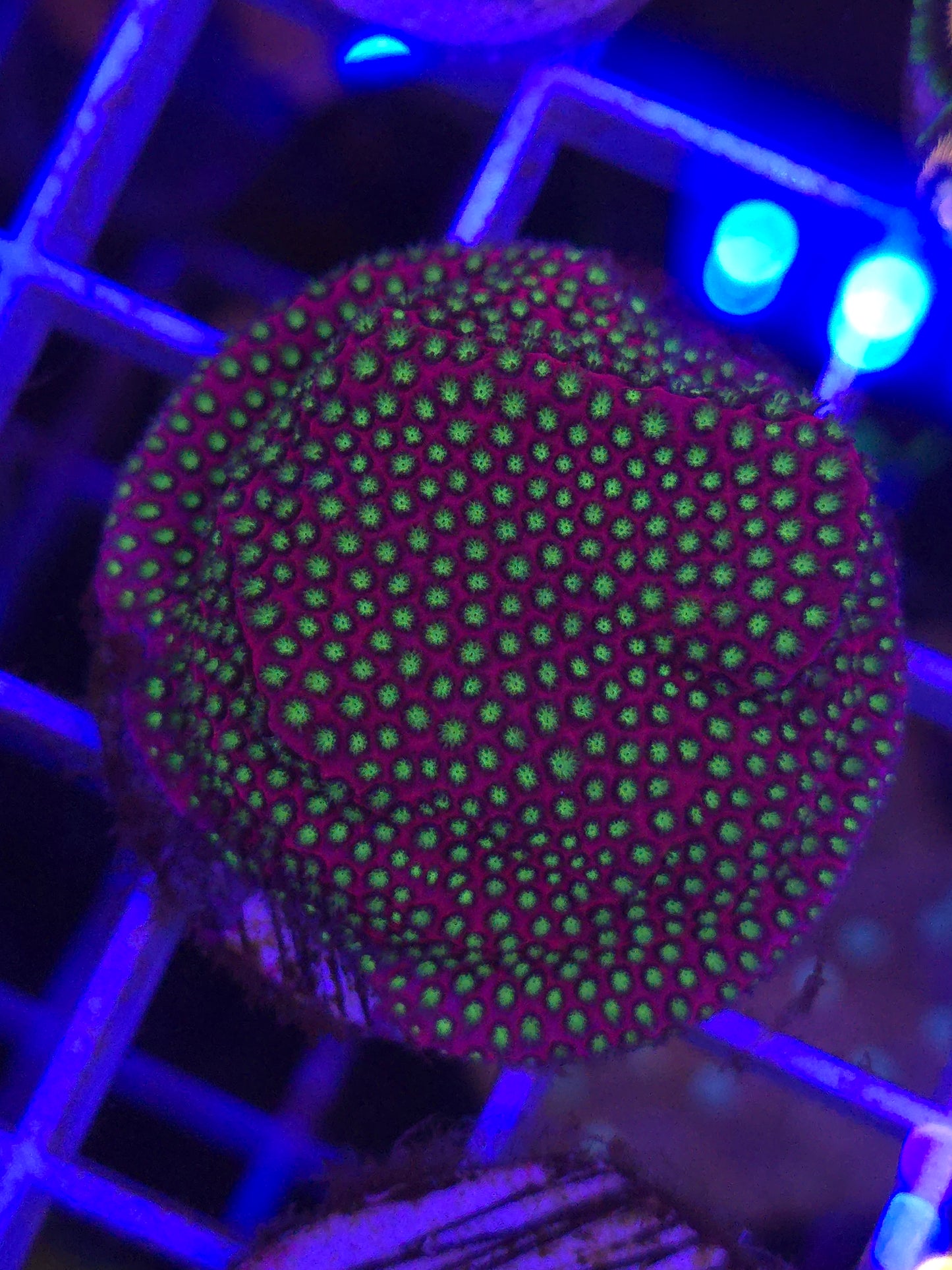 Electric Daisy Stylo