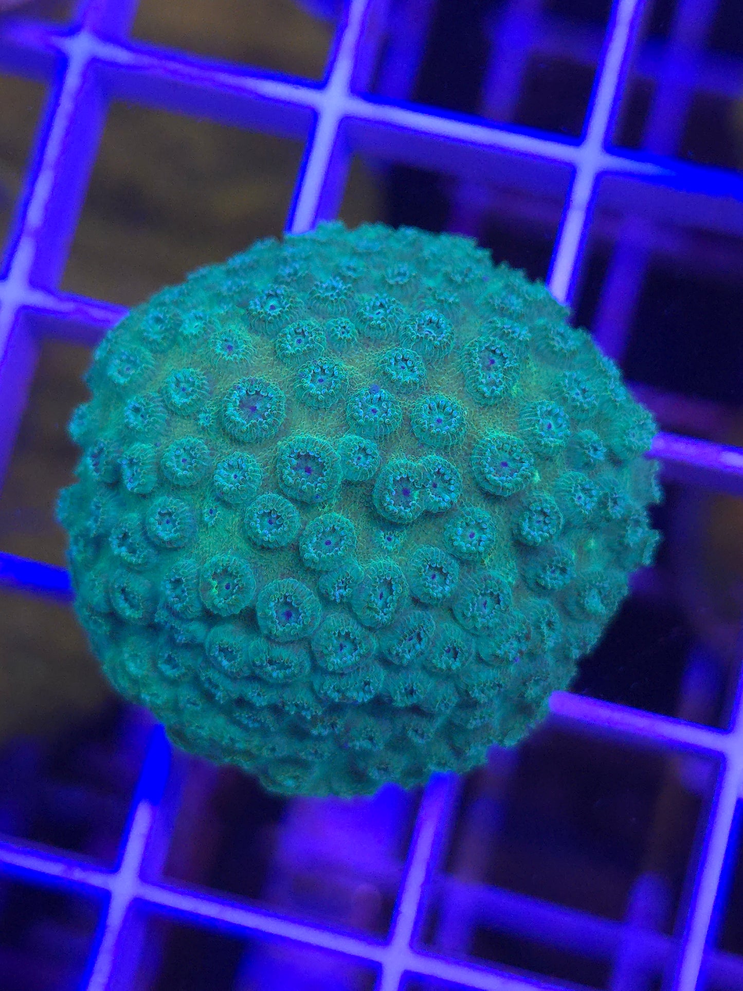 Green Earth Cyphastrea