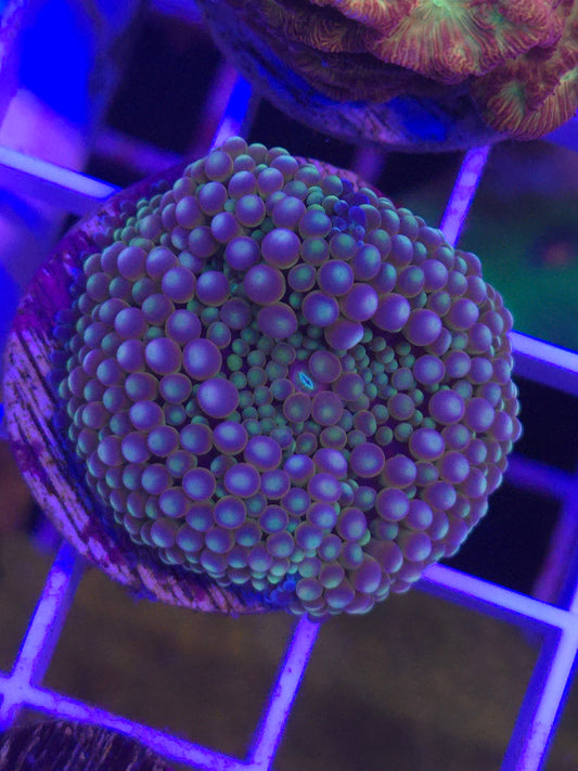 Blue Ricordea