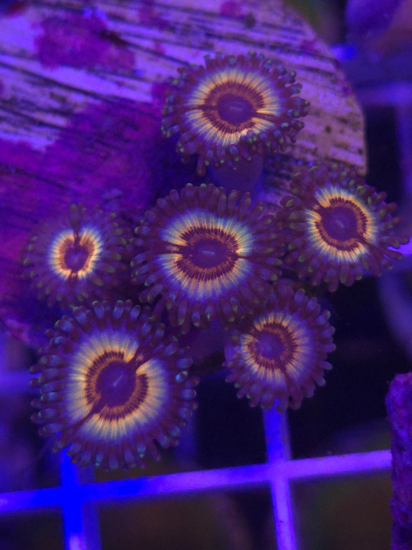 Vamps Zoa