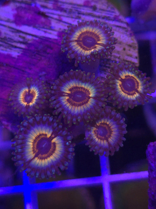 Vamps Zoa