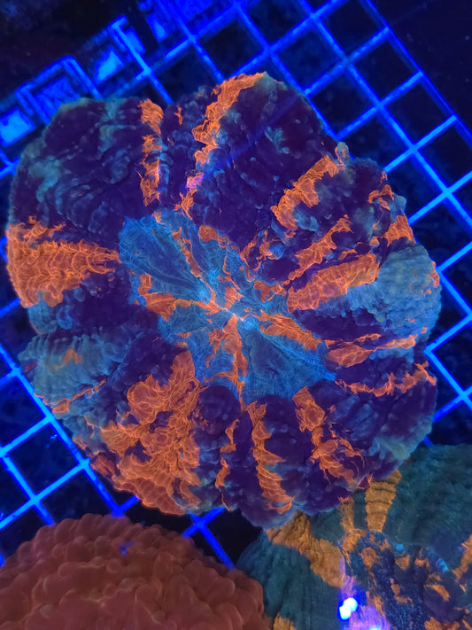 WarPaint Acanthophyllia