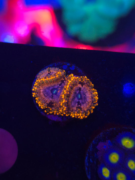 Utter Chaos Zoas
