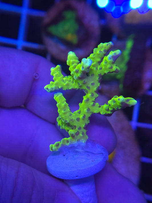 The Thing Anacropora